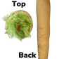 B The Blunt Dog Toy
